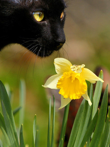 Stock photo of black cat with daffodil, photographer unknown