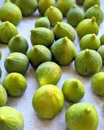Photograph of green figs by Cynthia Pyun