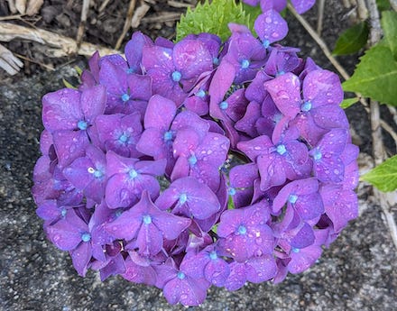 Purple Hydrangea: Photograph (11 July 2023) by Scott Ferry