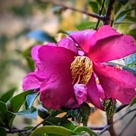 Photograph of pink blossom (2023) by Cynthia Pyun