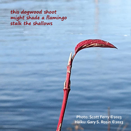 (this dogwood shoot): Poem by Gary S. Rosin and Photo by Scott Ferry
