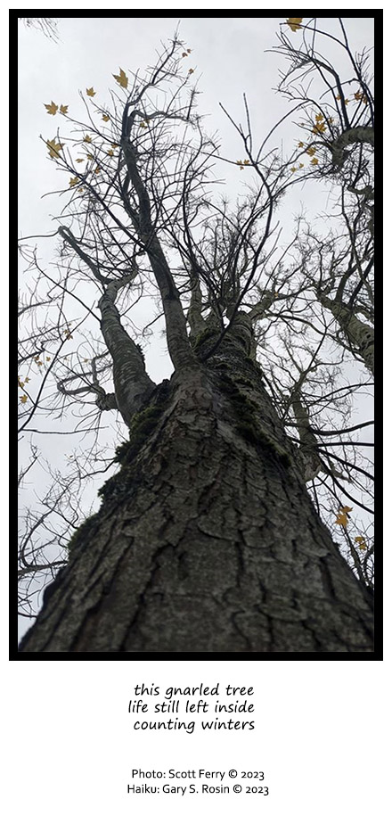 (this gnarled tree): Poem by Gary S. Rosin and Photo by Scott Ferry