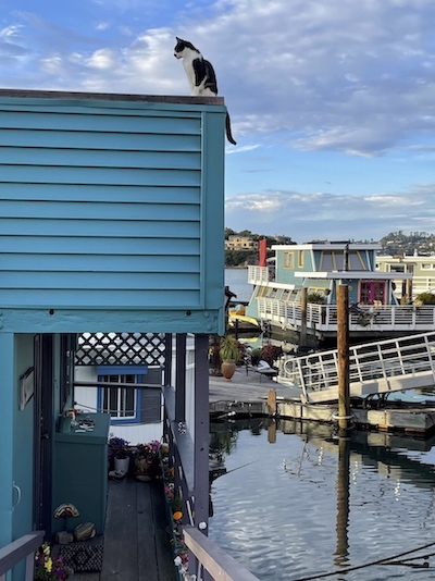 Pierre perched on houseboat roof: Photograph by Guy Biederman