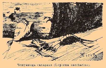 <em>Lepisma saccharina</em> [urban silverfish]: (c. 1890) Drawing by H. Morin