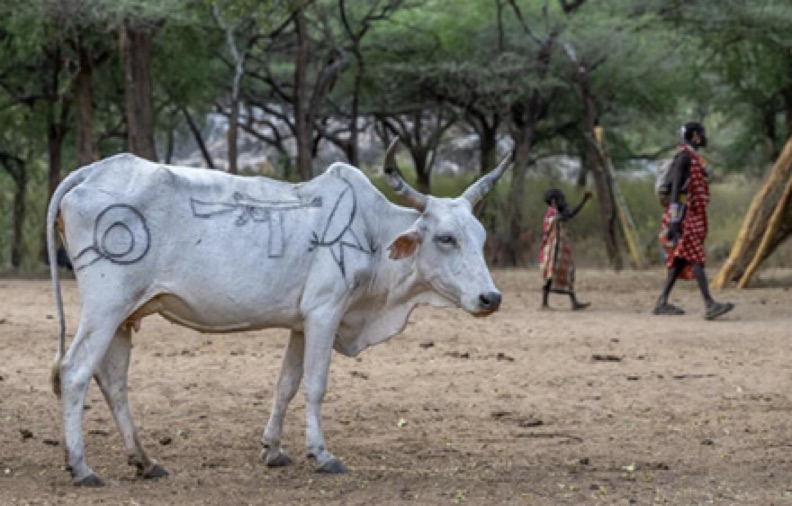 Untitled (South Sudan cow with graffiti): Photograph by Ignacio Palacios