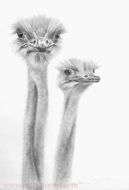 Ostriches (2011): Graphite pencil drawing by Patty Storms