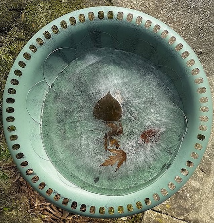 Untitled photograph of frozen leaves in birdbath © by Gerrie Paino