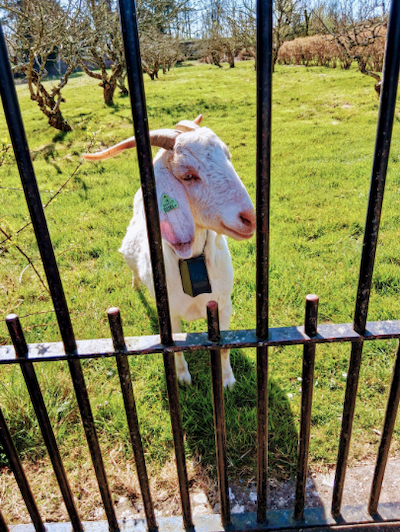 Goat on castle grassland: Photograph © by Roberta Beary
