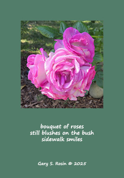 Shahai: haiku + photo of roses © 2025 by Gary S. Rosin