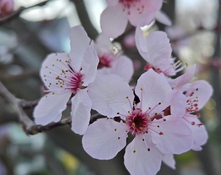 Photo of cherry blossoms © 2025 by Gary S. Rosin