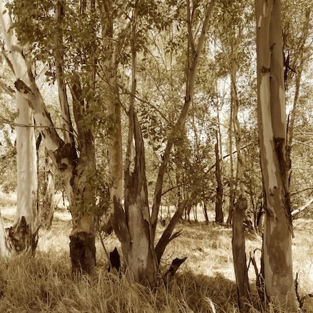 Eucalyptus (2025): Sepia photograph © by Kendall Johnson