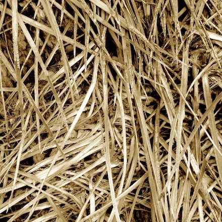 Yucca (2025): Sepia photograph © by Kendall Johnson