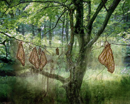 Memory of Butterflies: Composite photograph &copy; by Karen Elias