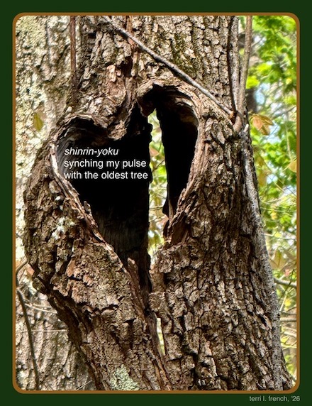 (Line 1: shinrin-yoku): Shahai &copy; by Terri L. French