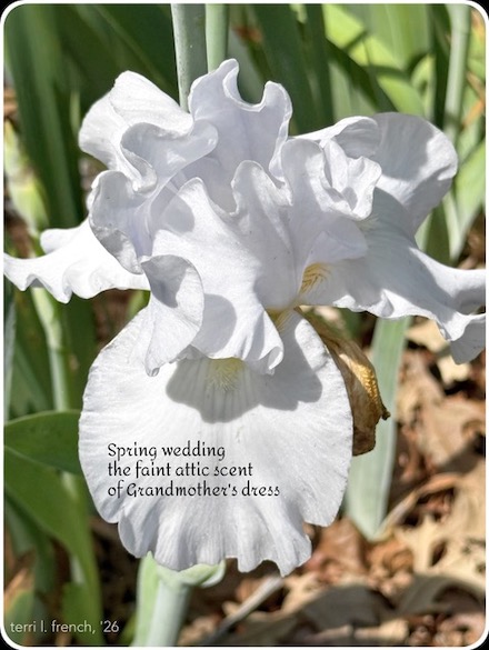 (Line 1: Spring wedding): Shahai &copy; by Terri L. French