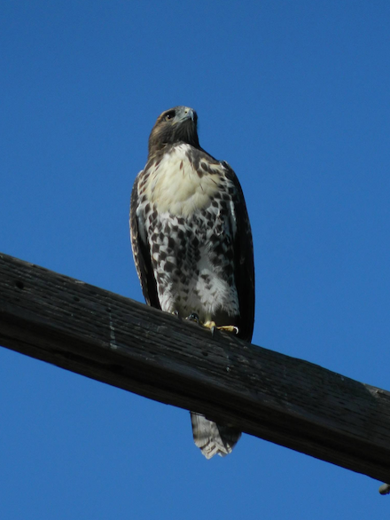 Photograph of hawk perched against blue sky &copy; by Jonathan Yungkans