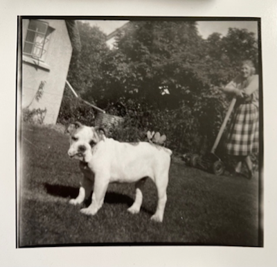 Untitled B&W snapshot (1950s) of English bulldog
