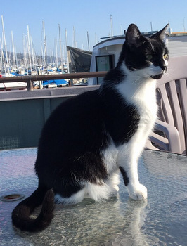 Pierre the cat at the helm, photograph by Guy Biederman