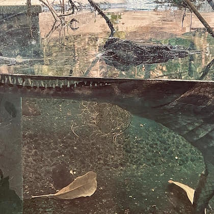 Untitled [Alligator, Toronto Zoo (11 August 2021)]: Photograph by Bob Black