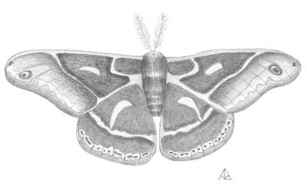 Ceanothus Moth: Drawing by Ann Brantingham