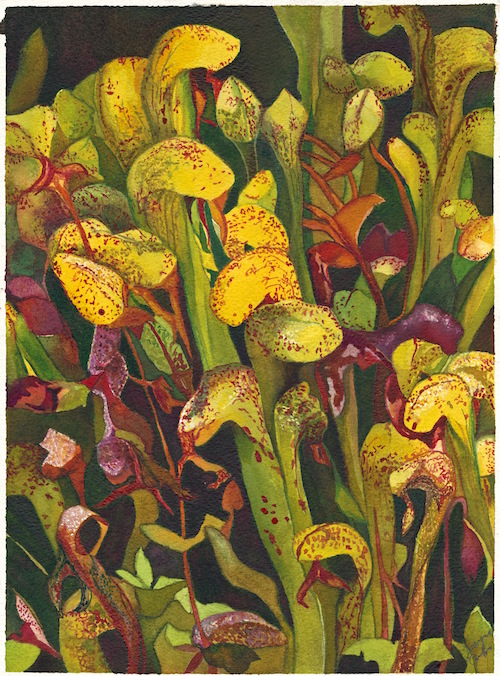 Darlingtonia Californica: watercolor painting by Joann Carrabbio