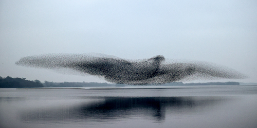 Starling Murmuration Over Lough Ennell: photograph by James Crombie