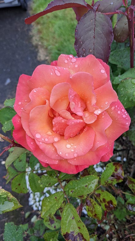 Photograph of peach-pink rose by Scott Ferry
