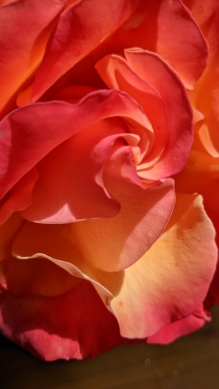 Photograph of red rose by Scott Ferry