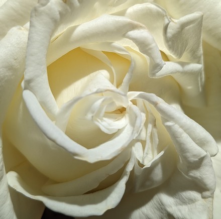 Photograph of white rose by Scott Ferry