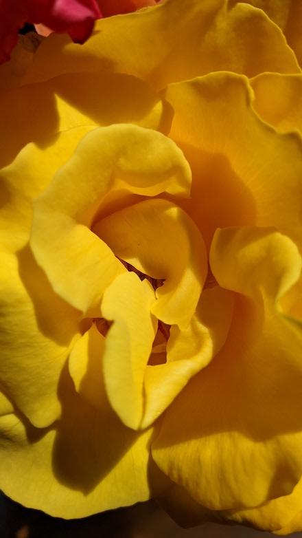 Photograph of yellow rose by Scott Ferry
