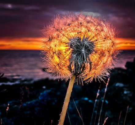 Glow-ball: Photograph of dandelion at sunset by Hallgrimur P. Helgason