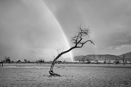 Rainbow and Dead Tree: Photograph by Chuck Kimmerle