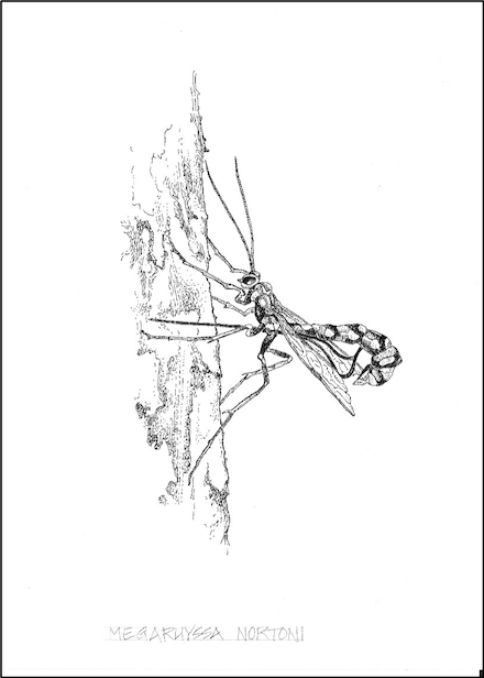 Megarhyssa nortoni: pen-and-ink illustration by Craig Latker