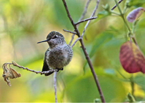 Untitled photograph of hummingbird (2018) by John Levy