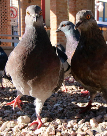 Untitled photograph of pigeons by John Levy