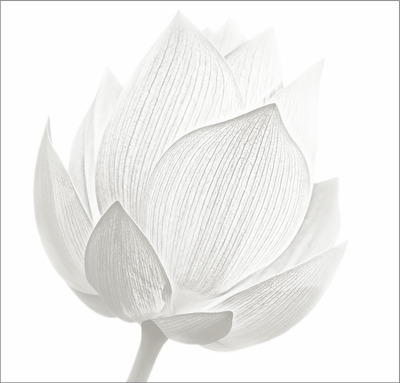 Lotus Blossom