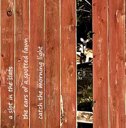 Hey! [haiga]: poem by Gary S. Rosin and photo by Katherine Durham Oldmixon