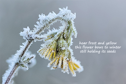 Frozen: Haiga, with photograph by Simone Opdam and poem by Gary S. Rosin
