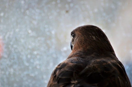 Sally the Red-Tailed Hawk: Photograph by Sally Quon