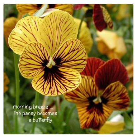 morning breeze: photo and haiku by Carol Raisfeld