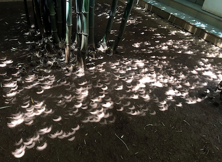 Eclipse Under the Bamboo, photograph by Dr. Somak Raychaudhury