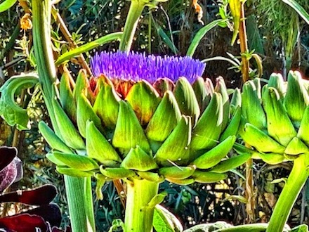 Photograph of artichoke in bloom by Alexis Rhone Fancher