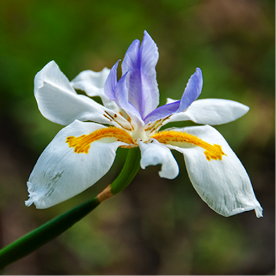 Butterly Iris No. 2: Photograph by Gary S. Rosin