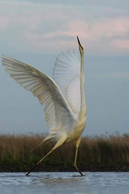 La Grande Aigrette (The Great Egret): Photograph by Philippe Rouyer