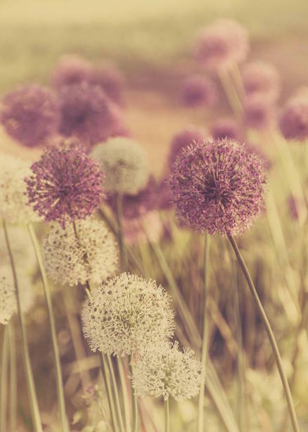 Photograph of allium seed heads (Facebook, May 2015) by Tiffany Shaw-Diaz