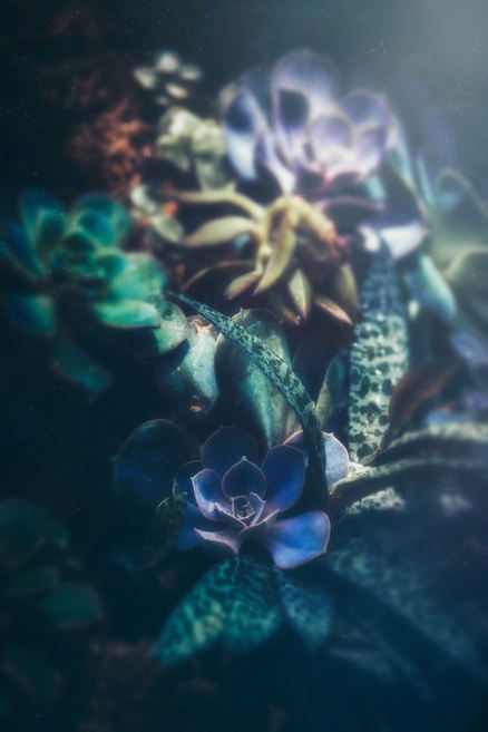 Photograph of succulents (Facebook, 1 October 2017) by Tiffany Shaw-Diaz