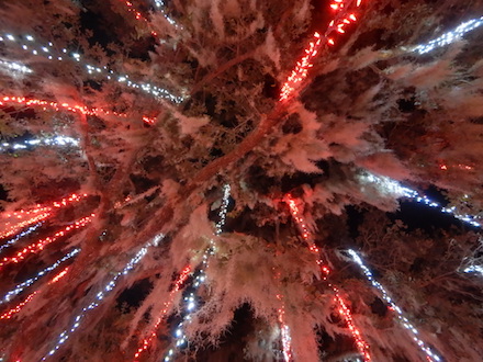 Low Country Christmas, photograph by Cindy L. Sheppard