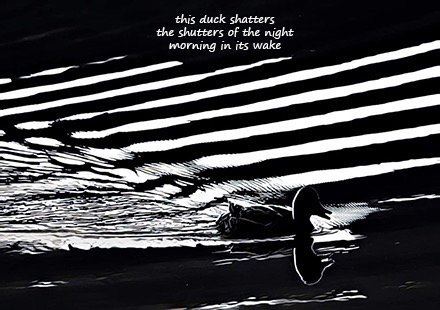 Untitled Haiga [duck]: poem by Gary S. Rosin and photo by Jana Craighead Smith