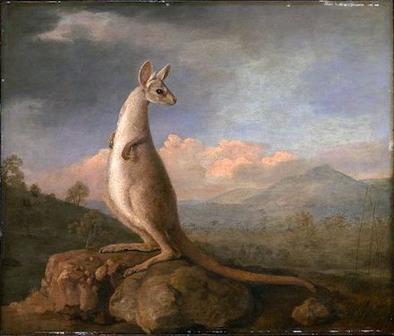 The Kongouro from New Holland: 1772 Painting by George Stubbs