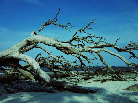 Driftwood tree: Photograph by Susan Tekulve